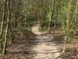 A narrow dirt path winding peacefully through a sunlit forest of young, budding green trees.