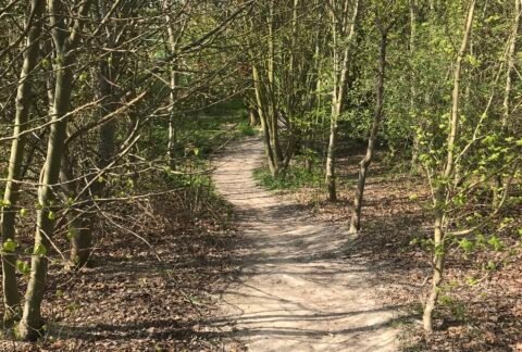 A narrow dirt path winding peacefully through a sunlit forest of young, budding green trees.